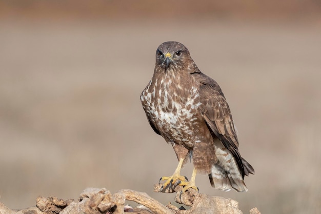 Mäusebussard fliegen Buteo Buteo Toledo Spanien