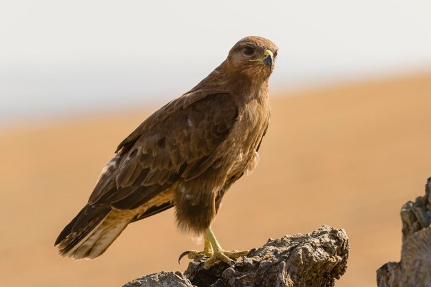 Mäusebussard fliegen Buteo Buteo Toledo Spanien