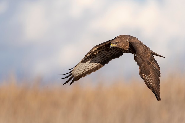 Mäusebussard fliegen Buteo Buteo Toledo Spanien