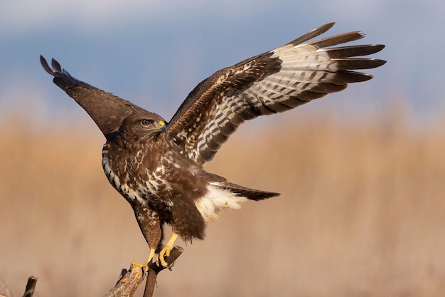 Mäusebussard fliegen Buteo Buteo Toledo Spanien