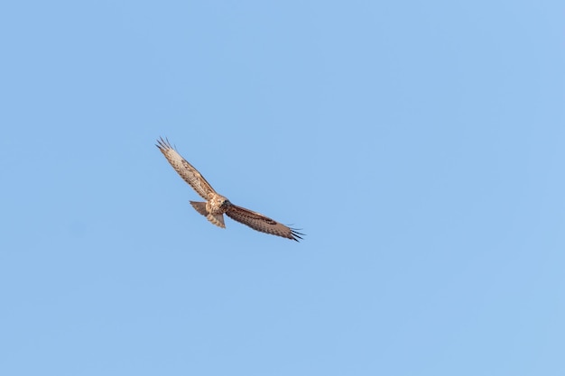 Mäusebussard im Flug (Buteo buteo) Blauer Himmel