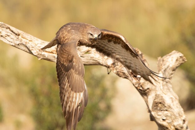 Mäusebussard in einem mediterranen Waldgebiet seines Territoriums mit dem ersten Tageslicht