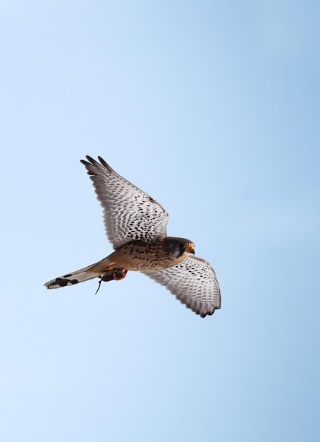 Foto mäuseräuber durch einen turmfalken falco tinnunculus