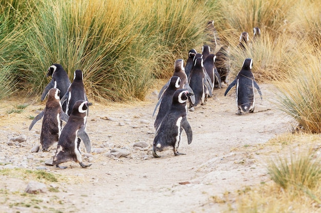 Magellan-Pinguin (Spheniscus magellanicus) in Patagonien