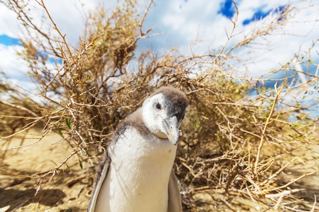 Magellan-Pinguin (Spheniscus magellanicus) in Patagonien