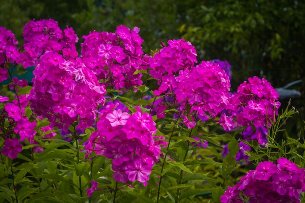 Magenta blühende Blumen