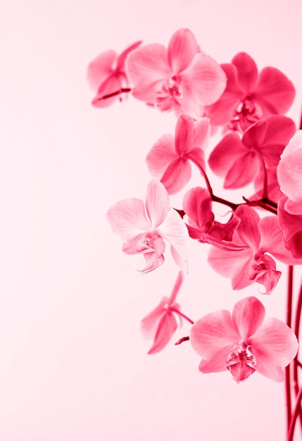 Magenta blühende Orchideenblume Kopierbereich Viva Magenta Farbe des Jahres 2023 Vertikale Ernte