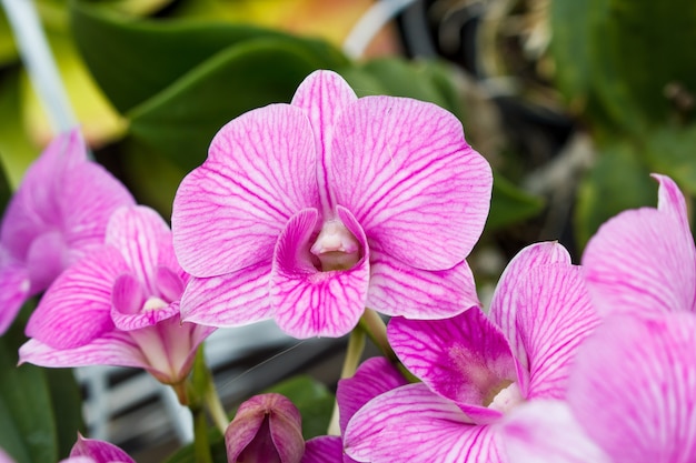 Magenta Orchidee blüht.