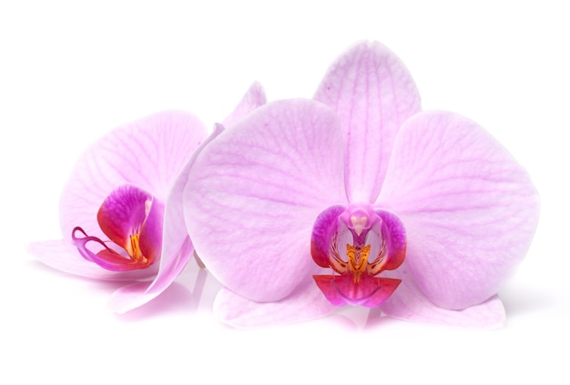 Magenta Orchidee ist isoliert