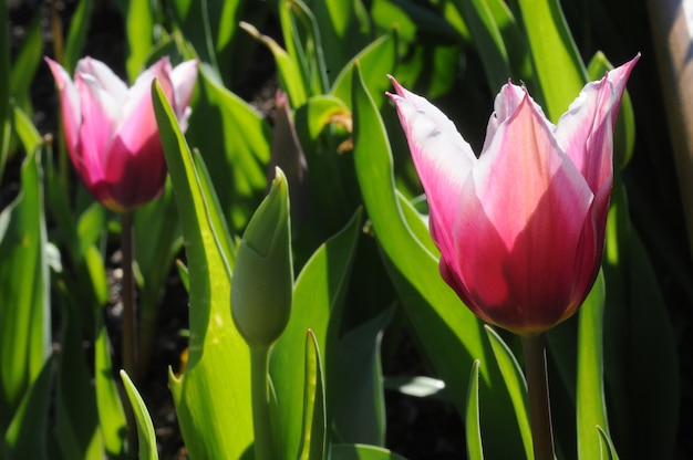 Magentarote Tulpen blühen