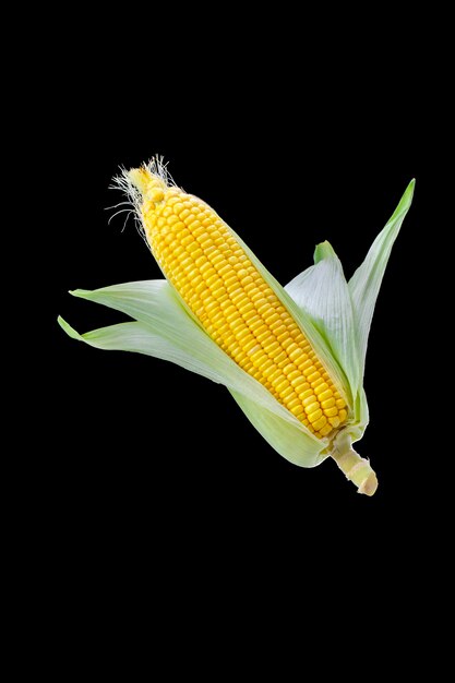 Magerer praller menschlicher Grundnahrungsmittel Mais schwarzer Hintergrund Mais