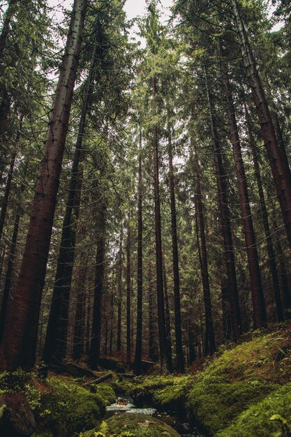 La magia de los bosques de Jizera en otoño una franja de vegetación detiene un arroyo de agua helada