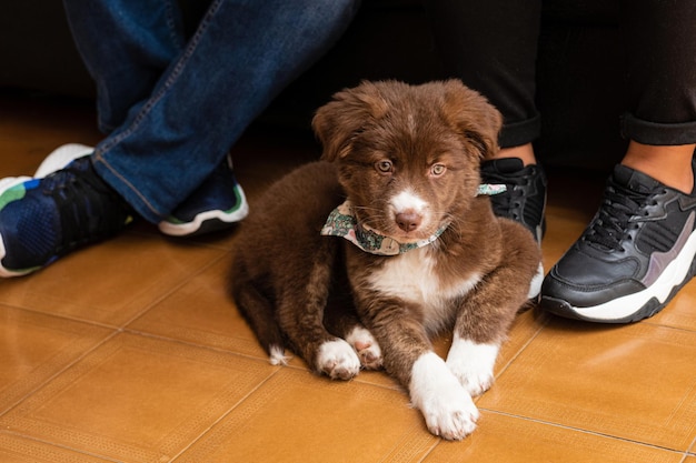 La magia de la compañía de mascotas Encontrar la felicidad juntos