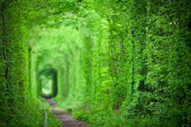 Magic Tunnel of Love árboles verdes y el ferrocarril en Ucrania El foco en el fondo de primer plano está desenfocado