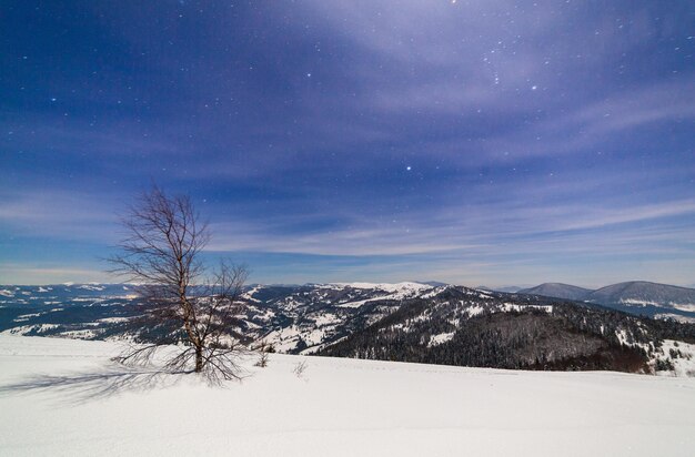 Mágico paisaje invernal con árboles cubiertos de nieve Vibrante cielo nocturno con estrellas y nebulosas y galaxias Astrofoto de cielo profundo