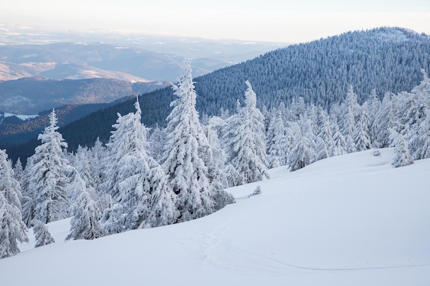 Mágico paisaje invernal congelado con abetos cubiertos de nieve