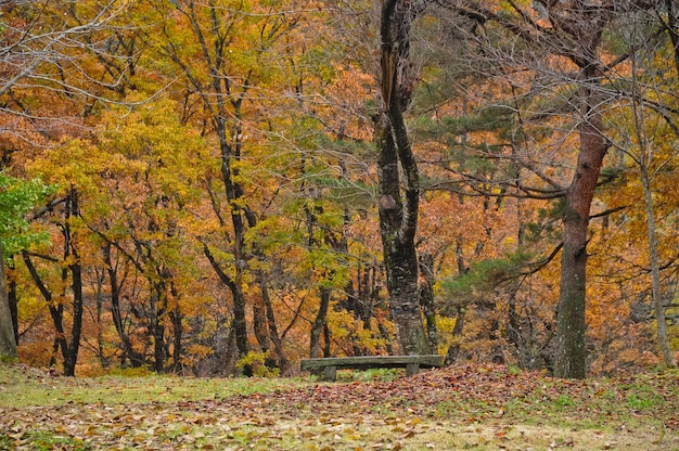 Magisch lebendiger Herbstwald in Shirakawago in Takayama Japan