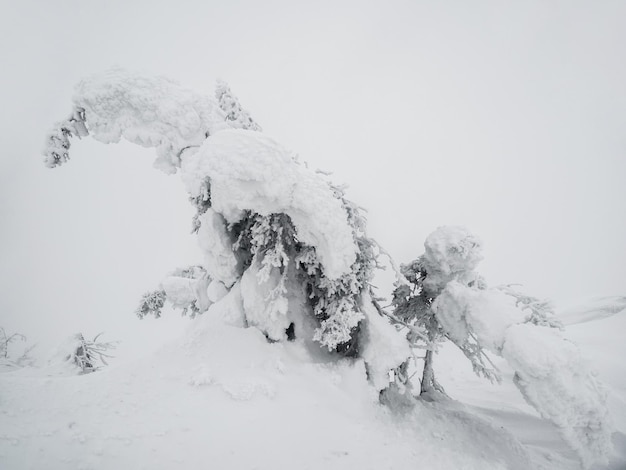 Magische bizarre Silhouetten von Bäumen sind mit Schnee verputzt Arktische raue Natur Ein mystisches Märchen aus dem nebligen Winterwald Schneebedeckte Weihnachtstannen am Berghang