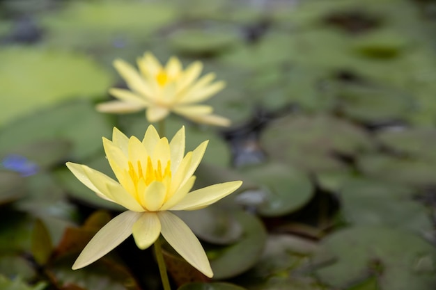Magische helle Seerose oder Lotusblume Perrys Orange Sonnenuntergang im Teich Nymphaea mit Wassertropfen, die sich im Wasser spiegeln Blumenlandschaft für den Naturtapetenteich ist voll von grünen Lotusblättern