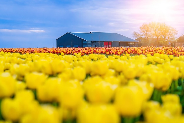 Magische landschaft mit fantastischem schönem tulpenfeld in den niederlanden auf frühlingsblühendem multicolor