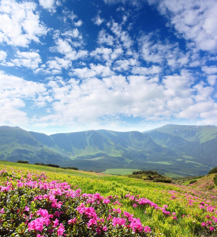 Magische rosa Rhododendronblumen auf dem Sommerberg