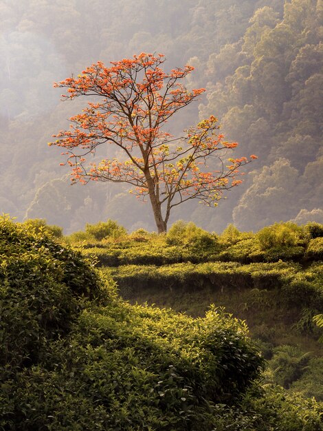 Foto magischer baum allein