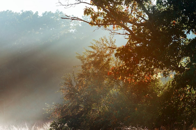 Magischer Baum mit Sonnenstrahlen morgens.