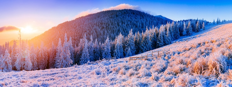 Foto magischer schneebedeckter winterbaum