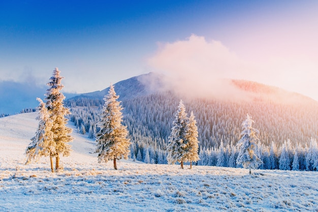 Magischer Winterschnee bedeckte Baum