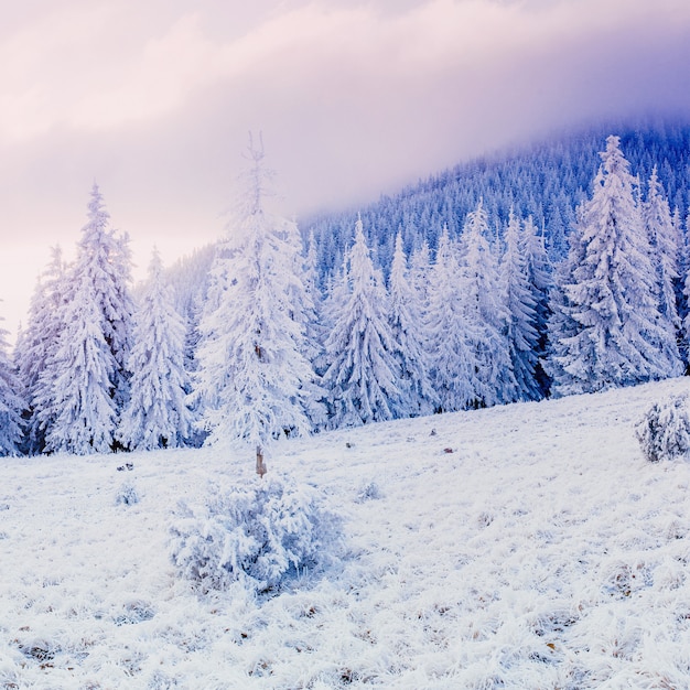 Magischer Winterschnee bedeckte Baum