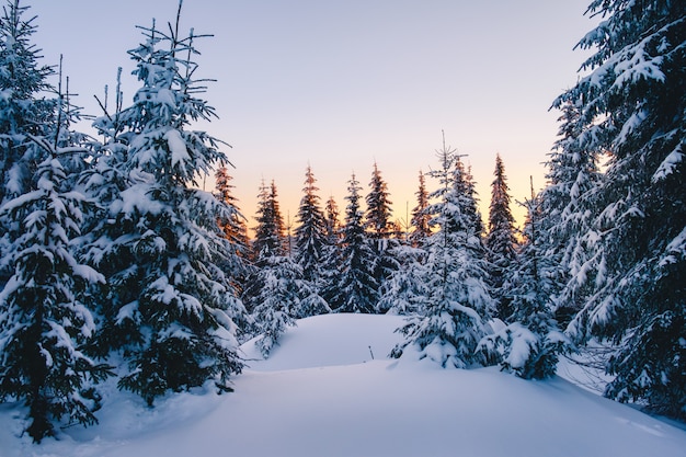 Magischer Winterwald bedeckt bei Sonnenuntergang
