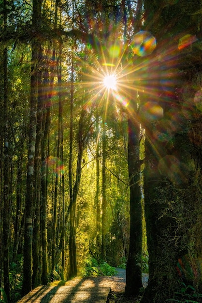 Magisches Sonnenlicht aus Kugeln und Sonnenstrahlen durch die hohen Bäume im Regenwald am Lake Brunner