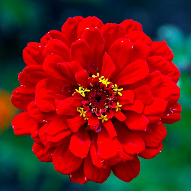 Magnífica flor de zinnia roja sobre un fondo natural. Floricultura, paisajismo.