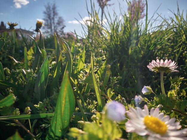 Magnífica foto de un detalle de un jardín de flores en primavera bajo la iluminación de los rayos del sol.