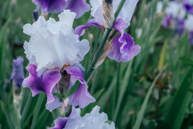 Magnífica inflorescencia de flor blanca y morada de iris germánico Marguerite floreciendo en el jardín Naturaleza y primavera