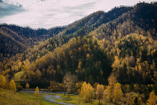 Magnífica vida selvagem das montanhas de Altai. Outono dourado, dia ensolarado, colinas cobertas com florestas mistas, rio brilhando ao sol