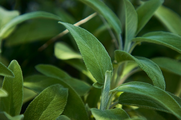 Foto magnificando una hoja de salvia sage, una planta utilizada como especia en la cocina.