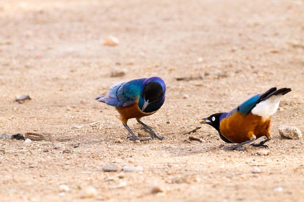 Magníficas aves estornino Parque Nacional del Serengeti, Tanzania, África