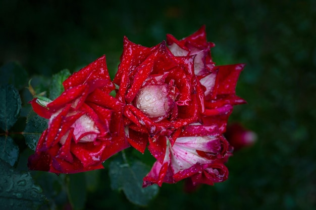 Magníficas y exuberantes rosas rojas en gotas de lluvia sobre un fondo verde oscuro Tarjeta Belleza de la naturaleza Afición a la floricultura