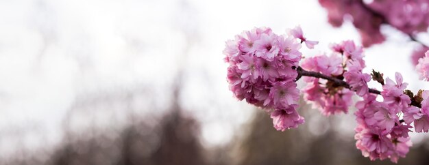 Magníficas flores rosas hermosas sakura cerrar flor de cerezo con cielo azul en el jardín botánico en primavera fondo borroso Banner