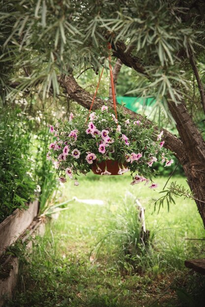Un magnífico arbusto de calibrachoa en cestas colgantes al aire libre