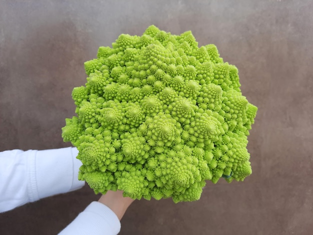 Magnífico exemplo de romanescu, comida vegetariana