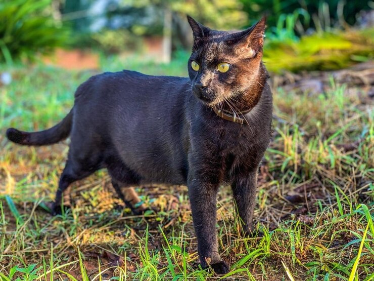 Magnífico gato negro en la hierba