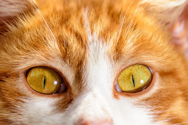 Un magnífico gato rojo con ojos amarillos se cierra sobre un fondo de cielo azul
