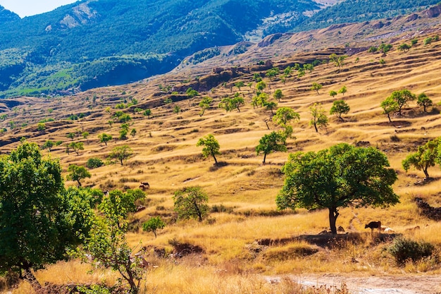 Magnífico paisaje de montaña en un día soleado