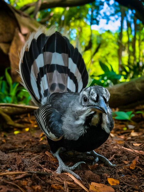 un magnífico pájaro lira posado en el suelo del bosque