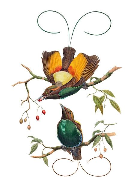 Foto magnífico pájaro del paraíso impresión de arte de animales png remezclado de obras de arte de john gould