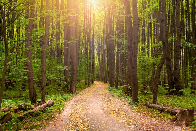 Magnífico panorama de bosque amarillo otoñal con el rayo de sol a través de los árboles