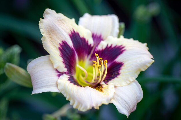 Magnífico Sabin Bauer daylily sobre un fondo natural Jardinería flores perennes