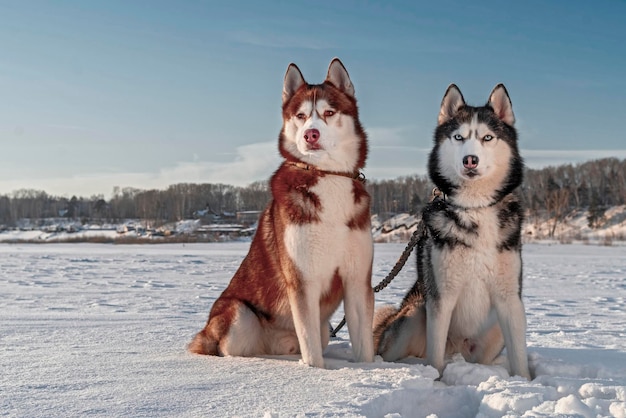 Magníficos cães husky siberianos Belo retrato de cães husky na paisagem ensolarada de inverno